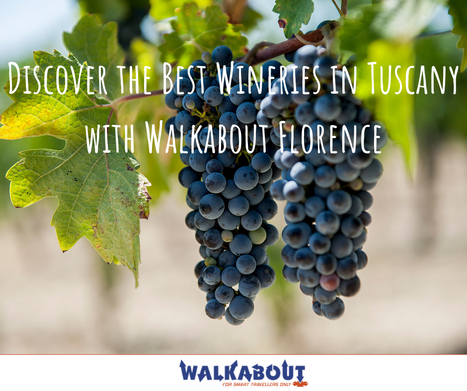 Discover the Best Wineries of 2022 in Tuscany with Walkabout Florence