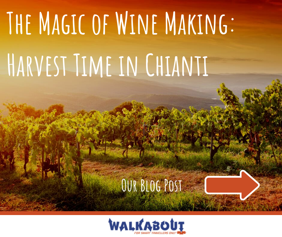 The Magic of Wine Making: Harvest Time in Chianti