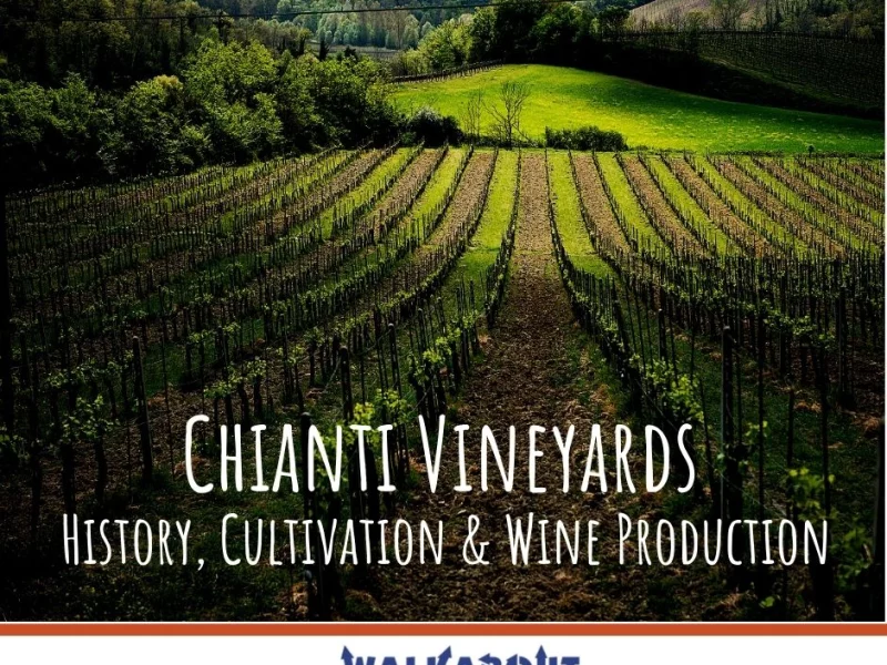Chianti Vineyards: History, Cultivation & Wine Production