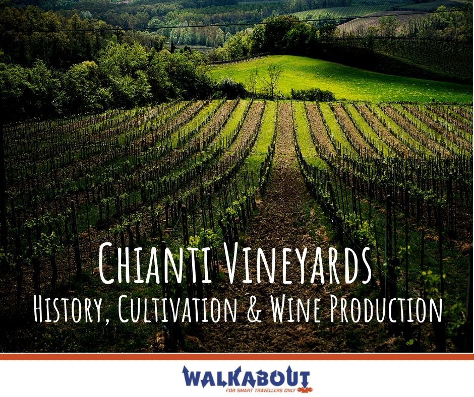 Chianti Vineyards: History, Cultivation & Wine Production