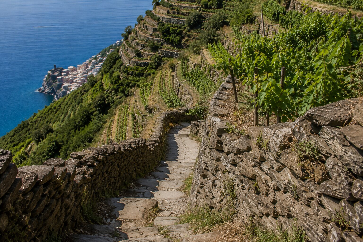 Trail through Cinque Terre terraces