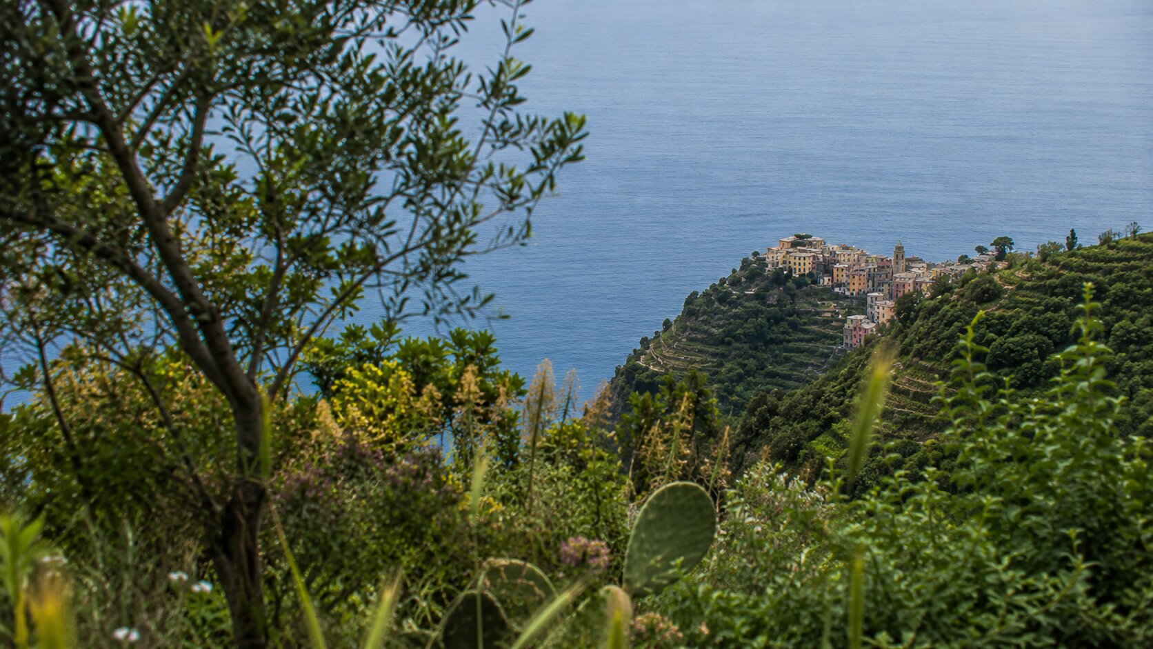 Corniglia viewed through Mediterranean vegetation