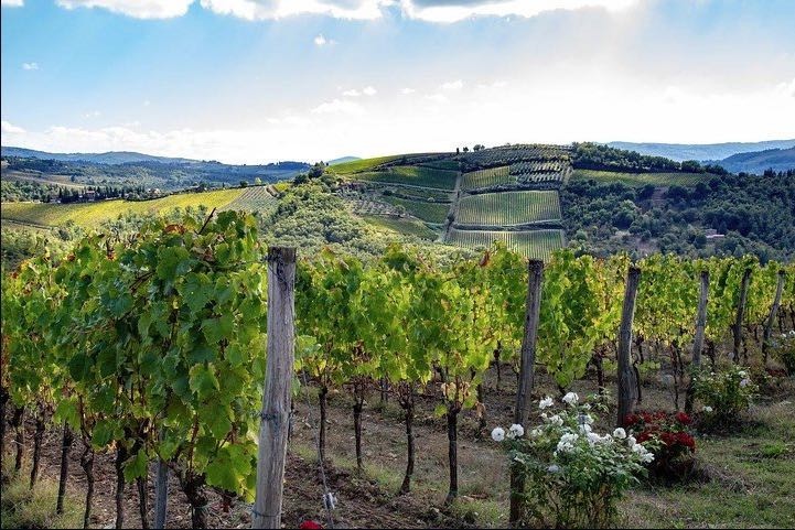 Image result for Uncork the Magic: Discovering Tuscany's Finest Wines on a Tour from Florence infographics
